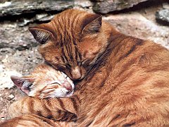 Gatti (236)